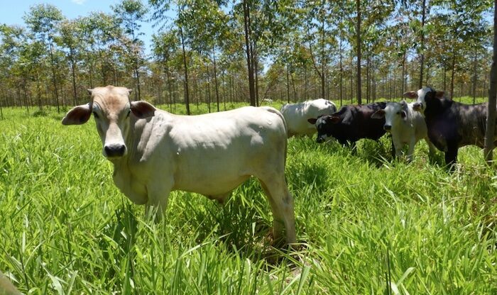 Waldweide auf Farm mit Rindern und Eukalyptus in Paraguay © La Rivera S.A.