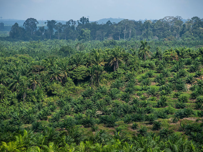 Ölpalmen-Plantage, Sabah, Borneo © WWF