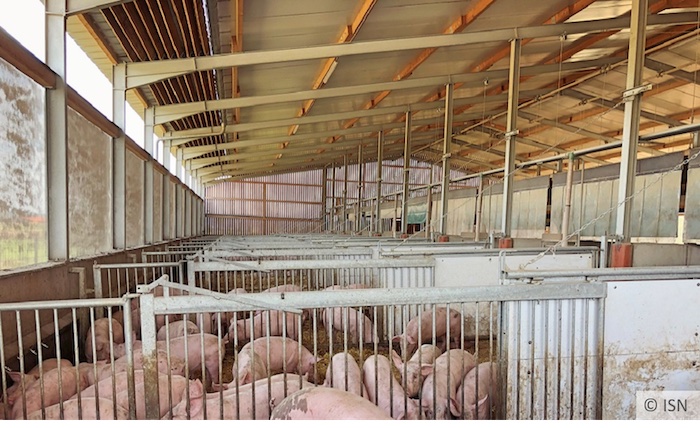 Schnitzel aus Schweine-Offenställen: Mit einer Bundesratinitiative will NRW die Genehmigungshürden für den Umbau für Tierwohlställe abbauen © Pressefoto ISN