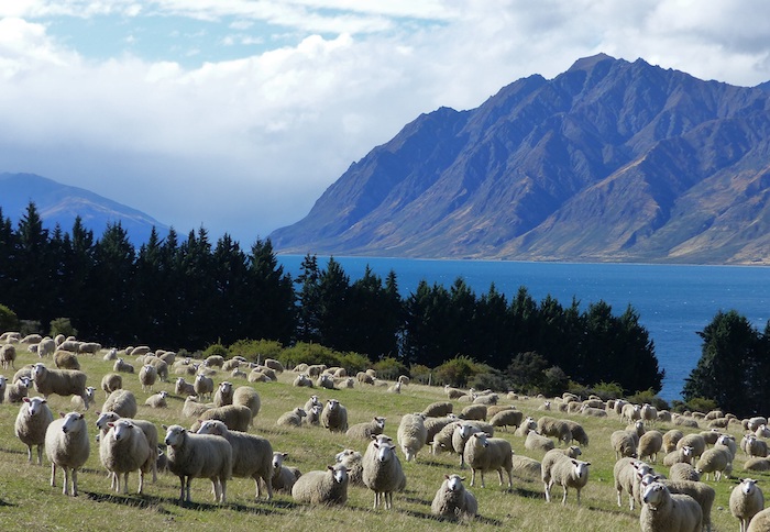 In Neuseeland gibt es mehr Schafe als Menschen © pixabay.com