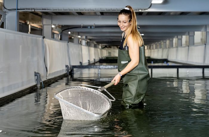 Eine große Halle und darin 16 Becken, in denen Garnelen schwimmen. Produktionsleiterin Cansu Tepe erntet jeweils nur so viele Shrimps, wie gerade bestellt werden. So wird Food Waste vermieden, und die Garnelen sind stets erntefrisch © Pressefoto SwissShrimp AG