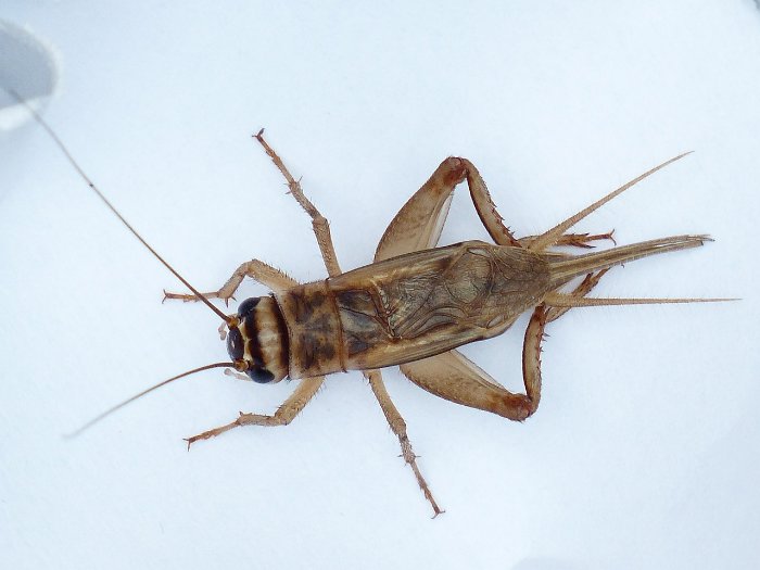 Acheta domesticus - wissenschaftliches Gutachten