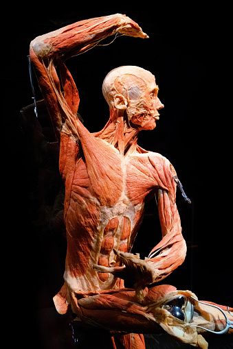 Von der Körperspende zum Plastinat