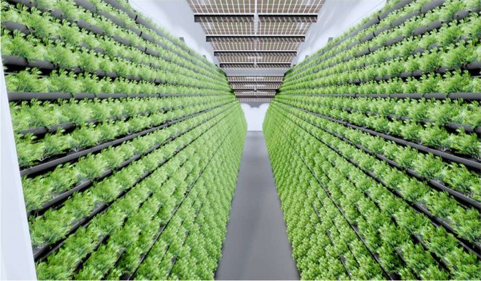 Vertical Farming - vertikale Landwirtschaft