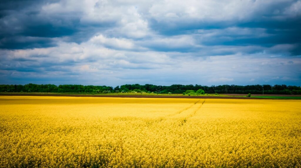 Die Flagge der Ukraine spiegelt die zahlreichen gelben Korn-, Raps- oder Sonnenblumenfelder unter blauem Himmel wider.