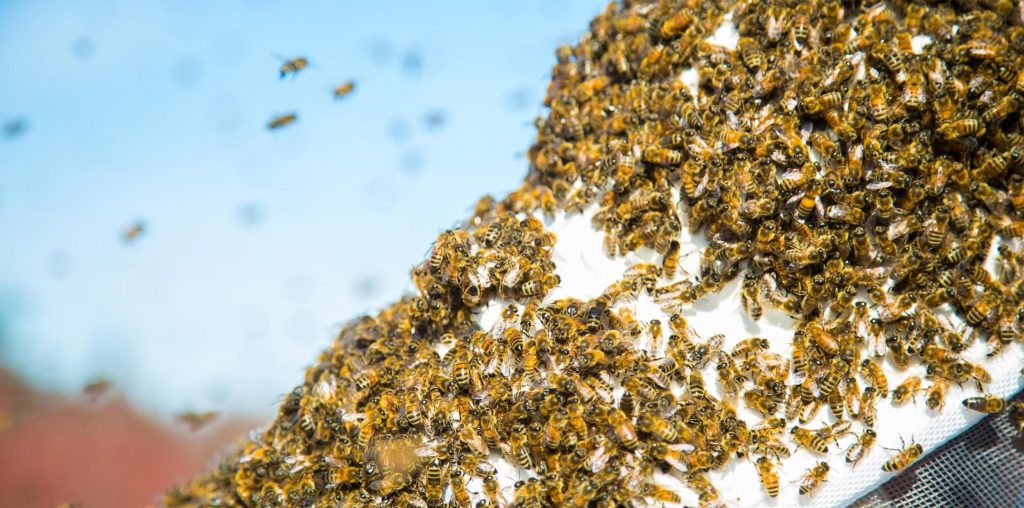 Spitzenforscher von Google entwickeln Schwarmintelligenz nach dem Beispiel der Natur