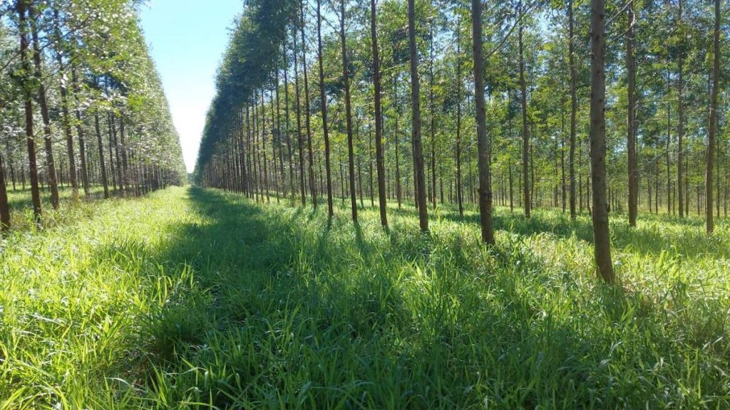 In den Wäldern bleibt das Gras stets grün © La Rivera S.A.
