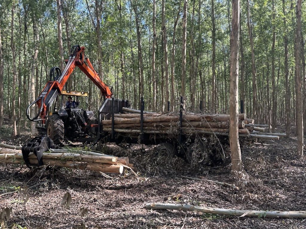 La Rivera S.A. erntet nur Eukalyptus-Bäume, wenn gute Preise ausgehandelt worden sind © La Rivera S.A.