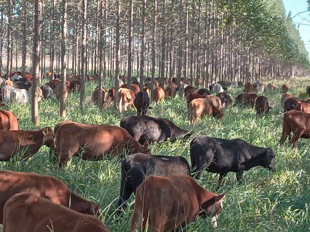 Waldweiden mit grasenden Rindern unter Eukalyptusbäumen, die die La Rivera S.A. aus Villarrica als Dienstleister in Paraguay betreibt © La Rivera S.A.