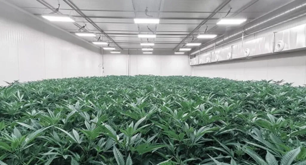 MABEWO Phytopharm AG - Produktion von Phytopharmaka