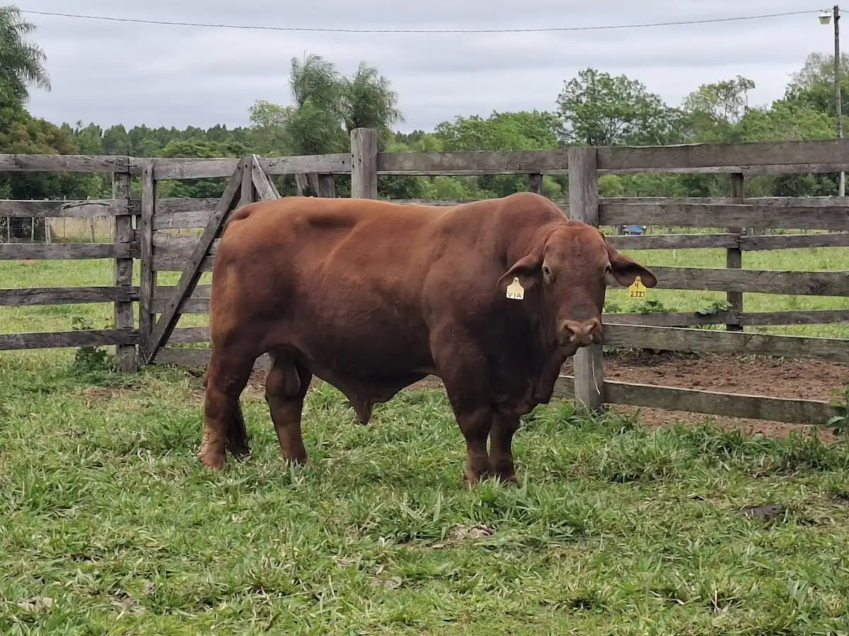 Rinderzucht gehört zum Mini-Farm-Konzept der La Rivera S.A. unter Führung von Andreas Jelinek(62) aus Thüringen © La Rivera S.A.